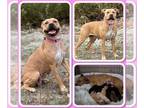 American Pit Bull Terrier Mix DOG FOR ADOPTION RGADN-1250007 - Addie - Pit Bull