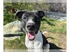 Staffordshire Bull Terrier Mix DOG FOR ADOPTION RGADN-1250019 - BO BOY -