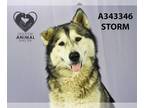 Alaskan Malamute DOG FOR ADOPTION RGADN-1250029 - STORM - Alaskan Malamute