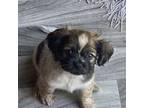 Shih Tzu Puppy for sale in Reno, NV, USA
