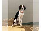 Treeing Walker Coonhound Mix DOG FOR ADOPTION RGADN-1250039 - Iris - Treeing