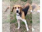 Treeing Walker Coonhound Mix DOG FOR ADOPTION RGADN-1250040 - Daffodil - Treeing