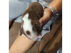 Boston Terrier Puppy for sale in Waycross, GA, USA