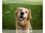Golden Retriever Mix DOG FOR ADOPTION RGADN-1250081 - Rose - Golden Retriever /