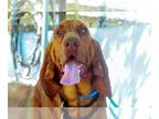 Bloodhound-Redbone Coonhound Mix DOG FOR ADOPTION RGADN-1250083 - Red -