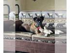 Boxer DOG FOR ADOPTION RGADN-1250095 - Jasper *Adoption Pending* - Boxer (short