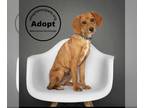 Beagle DOG FOR ADOPTION RGADN-1250104 - Hamby - Beagle Dog For Adoption