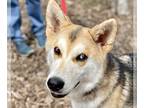 Huskies Mix DOG FOR ADOPTION RGADN-1250114 - Sleepy - Husky / Mixed Dog For