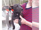 American Staffordshire Terrier Mix DOG FOR ADOPTION RGADN-1250120 - Waylan -