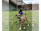 Boxer DOG FOR ADOPTION RGADN-1250121 - Vito - Boxer (short coat) Dog For
