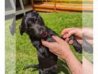 Pug Mix DOG FOR ADOPTION RGADN-1250122 - Lady Roxy a Terrier-Pug mix - Terrier /