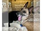 German Shepherd Dog Mix DOG FOR ADOPTION RGADN-1250128 - Chase - Belgian