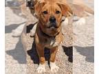 Boxer-Golden Retriever Mix DOG FOR ADOPTION RGADN-1250136 - Vesper - Golden
