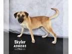Shepradors DOG FOR ADOPTION RGADN-1250143 - SKYLER - Labrador Retriever / German