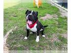 Boxador DOG FOR ADOPTION RGADN-1250144 - YOSHI - Labrador Retriever / Boxer /