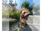 American Pit Bull Terrier DOG FOR ADOPTION RGADN-1250155 - Buddy - Pit Bull