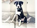 Border Collie Mix DOG FOR ADOPTION RGADN-1250165 - EDIE Great Second Dog Queen
