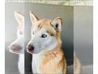Mix DOG FOR ADOPTION RGADN-1250171 - Jupiter - Husky (medium coat) Dog For