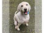 Goldendoodle DOG FOR ADOPTION RGADN-1250182 - Odie - Golden Retriever / Poodle
