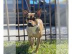 Boxer-German Shepherd Dog Mix DOG FOR ADOPTION RGADN-1250183 - Z COURTESY