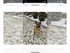 Shepweiller DOG FOR ADOPTION RGADN-1250201 - FRANKIE 2 (COURTESY POST) - German
