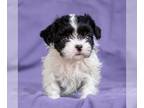 Jack Russell Terrier-Lhasa Apso Mix DOG FOR ADOPTION RGADN-1250204 - Dora Pup -