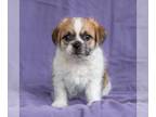 Jack Russell Terrier-Lhasa Apso Mix DOG FOR ADOPTION RGADN-1250206 - Dora Pup -