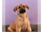 German Shepherd Dog Mix DOG FOR ADOPTION RGADN-1250213 - School is Cool - Math -
