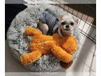 Shih Tzu DOG FOR ADOPTION RGADN-1250224 - Leo - Shih Tzu Dog For Adoption