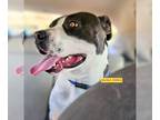 Staffordshire Bull Terrier Mix DOG FOR ADOPTION RGADN-1250228 - EMMA -