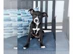 Rat Terrier Mix DOG FOR ADOPTION RGADN-1250230 - **FARRAH** - Shepherd / Rat