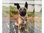 Akita Mix DOG FOR ADOPTION RGADN-1250231 - TOPPLE - Akita / Belgian Shepherd