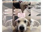 American Foxhound Mix DOG FOR ADOPTION RGADN-1250239 - Abigail - American