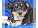 Basset Hound-Rottweiler Mix DOG FOR ADOPTION RGADN-1250259 - Stan - Basset Hound