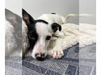 Jack Russell Terrier DOG FOR ADOPTION RGADN-1250262 - Brandy - Adoption Pending!