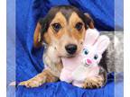 Beagle Mix DOG FOR ADOPTION RGADN-1250268 - Dorothy - Beagle / Australian Cattle