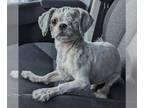 Shih Tzu DOG FOR ADOPTION RGADN-1250271 - Kaiu - Shih Tzu Dog For Adoption