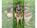 German Shepherd Dog Mix DOG FOR ADOPTION RGADN-1250272 - Blanche - German