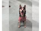 Mix DOG FOR ADOPTION RGADN-1250279 - Hattie - Husky (medium coat) Dog For