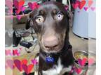 Chocolate Labrador retriever-Huskies Mix DOG FOR ADOPTION RGADN-1250283 - Chase