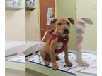 American Pit Bull Terrier Mix DOG FOR ADOPTION RGADN-1250285 - Dunk - Pit Bull