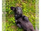 Bagle Hound DOG FOR ADOPTION RGADN-1250306 - Jessie - Beagle / Basset Hound /