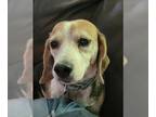 Beagle DOG FOR ADOPTION RGADN-1250308 - Roselee - Beagle Dog For Adoption