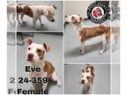 American Pit Bull Terrier Mix DOG FOR ADOPTION RGADN-1250310 - Eve - American