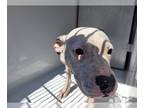 American Staffordshire Terrier DOG FOR ADOPTION RGADN-1250313 - LINCOLN -