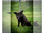 Labrador Retriever Mix DOG FOR ADOPTION RGADN-1250329 - Sushi - Labrador