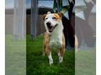Jack Russell Terrier Mix DOG FOR ADOPTION RGADN-1250330 - Nugget - Jack Russell