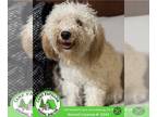 Bichon Frise DOG FOR ADOPTION RGADN-1250349 - Sparkle - Bichon Frise Dog For