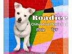 Jack Chi DOG FOR ADOPTION RGADN-1250350 - Roadie - Jack Russell Terrier /