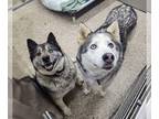 Mix DOG FOR ADOPTION RGADN-1250352 - Rain and Lobo - Husky (medium coat) Dog